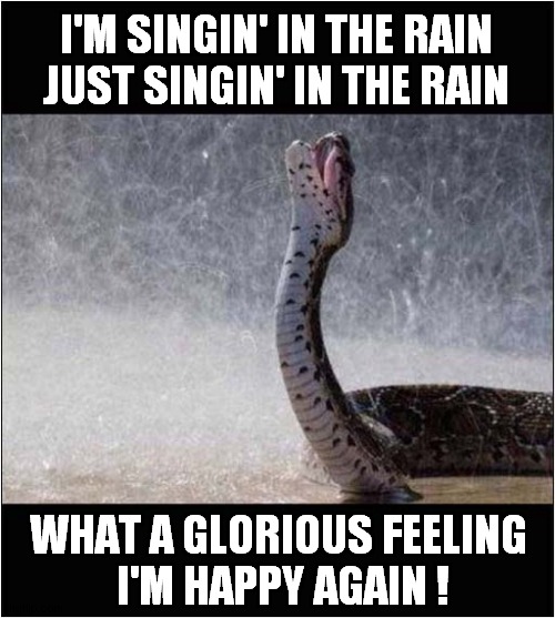 A 'Musical' Snake ! | I'M SINGIN' IN THE RAIN
 JUST SINGIN' IN THE RAIN; WHAT A GLORIOUS FEELING
 I'M HAPPY AGAIN ! | image tagged in snake,singing in the rain | made w/ Imgflip meme maker