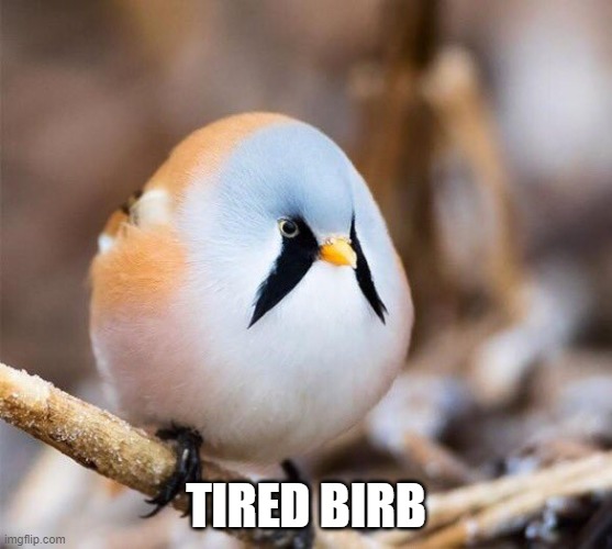 Borb | TIRED BIRB | image tagged in borb | made w/ Imgflip meme maker