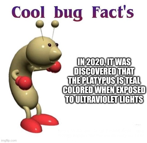 Cool Bug Facts | IN 2020, IT WAS DISCOVERED THAT THE PLATYPUS IS TEAL COLORED WHEN EXPOSED TO ULTRAVIOLET LIGHTS | image tagged in cool bug facts | made w/ Imgflip meme maker