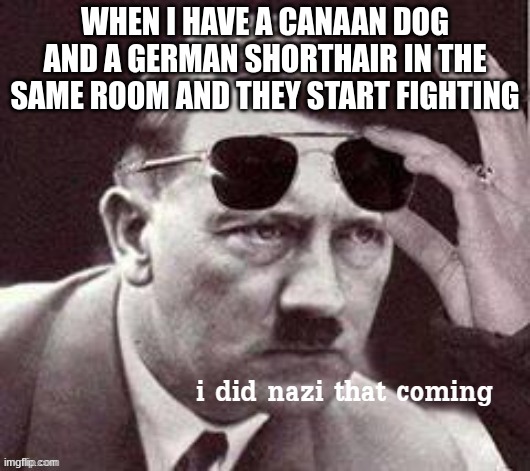 Hitler I did Nazi that coming | WHEN I HAVE A CANAAN DOG AND A GERMAN SHORTHAIR IN THE SAME ROOM AND THEY START FIGHTING | image tagged in hitler i did nazi that coming | made w/ Imgflip meme maker