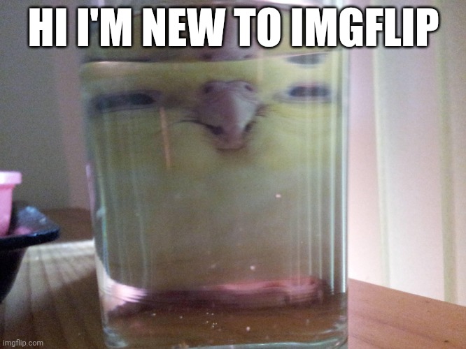 HENLO birb | HI I'M NEW TO IMGFLIP | image tagged in henlo birb | made w/ Imgflip meme maker