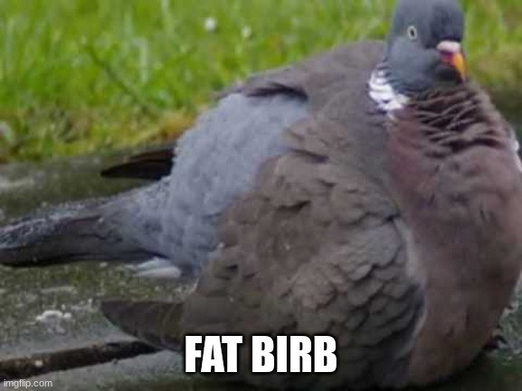 Fat chirp | FAT BIRB | image tagged in fat chirp | made w/ Imgflip meme maker