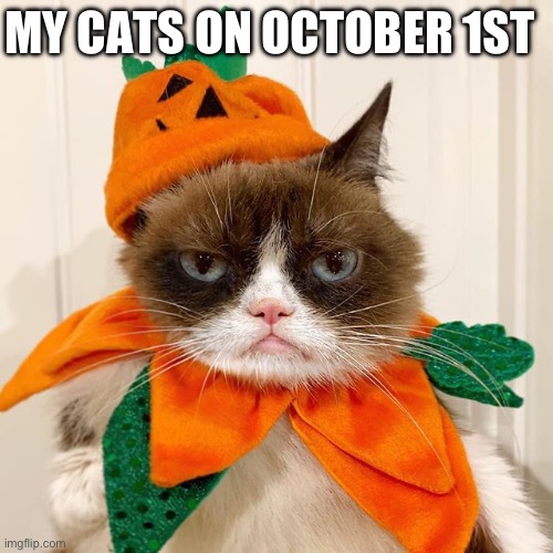 they get so mad | MY CATS ON OCTOBER 1ST | image tagged in grumpy cat halloween | made w/ Imgflip meme maker