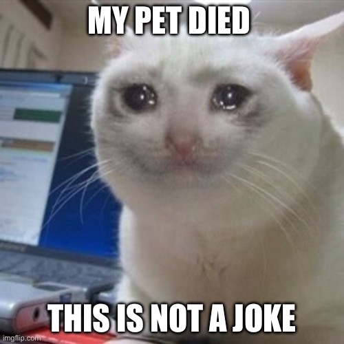 Crying cat | MY PET DIED; THIS IS NOT A JOKE | image tagged in crying cat | made w/ Imgflip meme maker