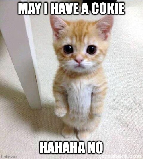 can i have a cookie | MAY I HAVE A COKIE; HAHAHA NO | image tagged in memes,cute cat | made w/ Imgflip meme maker
