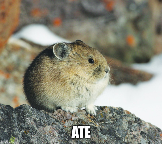 Ate | ATE | image tagged in tseyvo | made w/ Imgflip meme maker