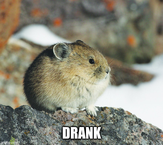 Drank | DRANK | image tagged in tseyvo | made w/ Imgflip meme maker