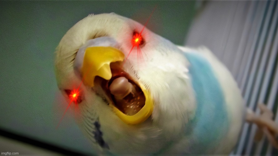 he will kill you. | image tagged in anger budgie | made w/ Imgflip meme maker