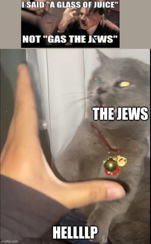 Offended Gray Cat | THE JEWS; HELLLLP | image tagged in offended gray cat,hitler,wwii,jews,nazi,germany | made w/ Imgflip meme maker