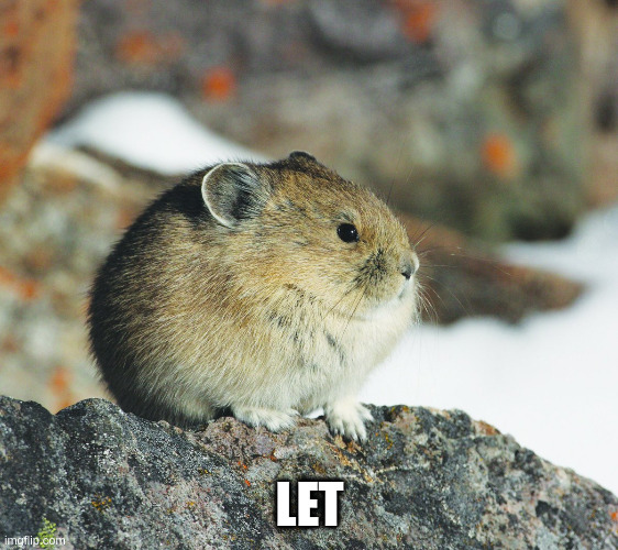 Let | LET | image tagged in tseyvo | made w/ Imgflip meme maker
