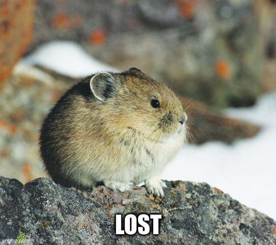 Lost | LOST | image tagged in tseyvo | made w/ Imgflip meme maker