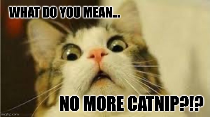 Crack cat | WHAT DO YOU MEAN…; NO MORE CATNIP?!? | image tagged in funny animals | made w/ Imgflip meme maker
