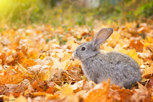 READY FOR THIS | image tagged in fall,bunny,rabbit,autumn leaves | made w/ Imgflip meme maker