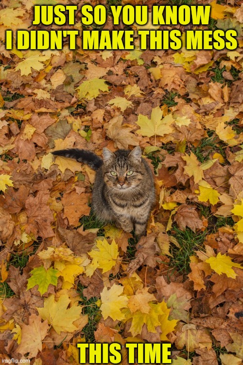 MOTHER NATURE DID | JUST SO YOU KNOW I DIDN'T MAKE THIS MESS; THIS TIME | image tagged in fall,autumn leaves,funny cats,cats | made w/ Imgflip meme maker