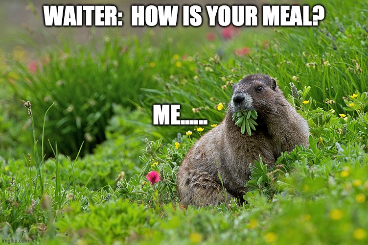 How is your meal | WAITER:  HOW IS YOUR MEAL? ME...... | image tagged in waiter,restaurant,mouth full | made w/ Imgflip meme maker