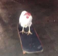 Chicken on skateboard Blank Meme Template