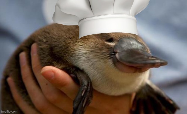Platypus | image tagged in platypus | made w/ Imgflip meme maker