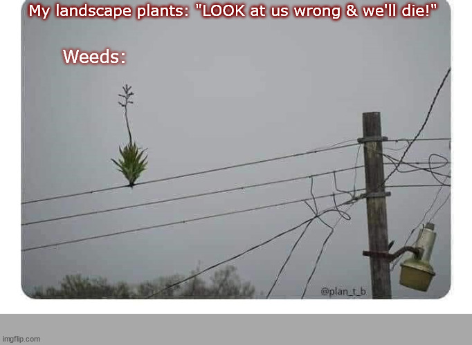 Plants vs. Weeds | My landscape plants: "LOOK at us wrong & we'll die!"; Weeds: | image tagged in landscape,weeds | made w/ Imgflip meme maker
