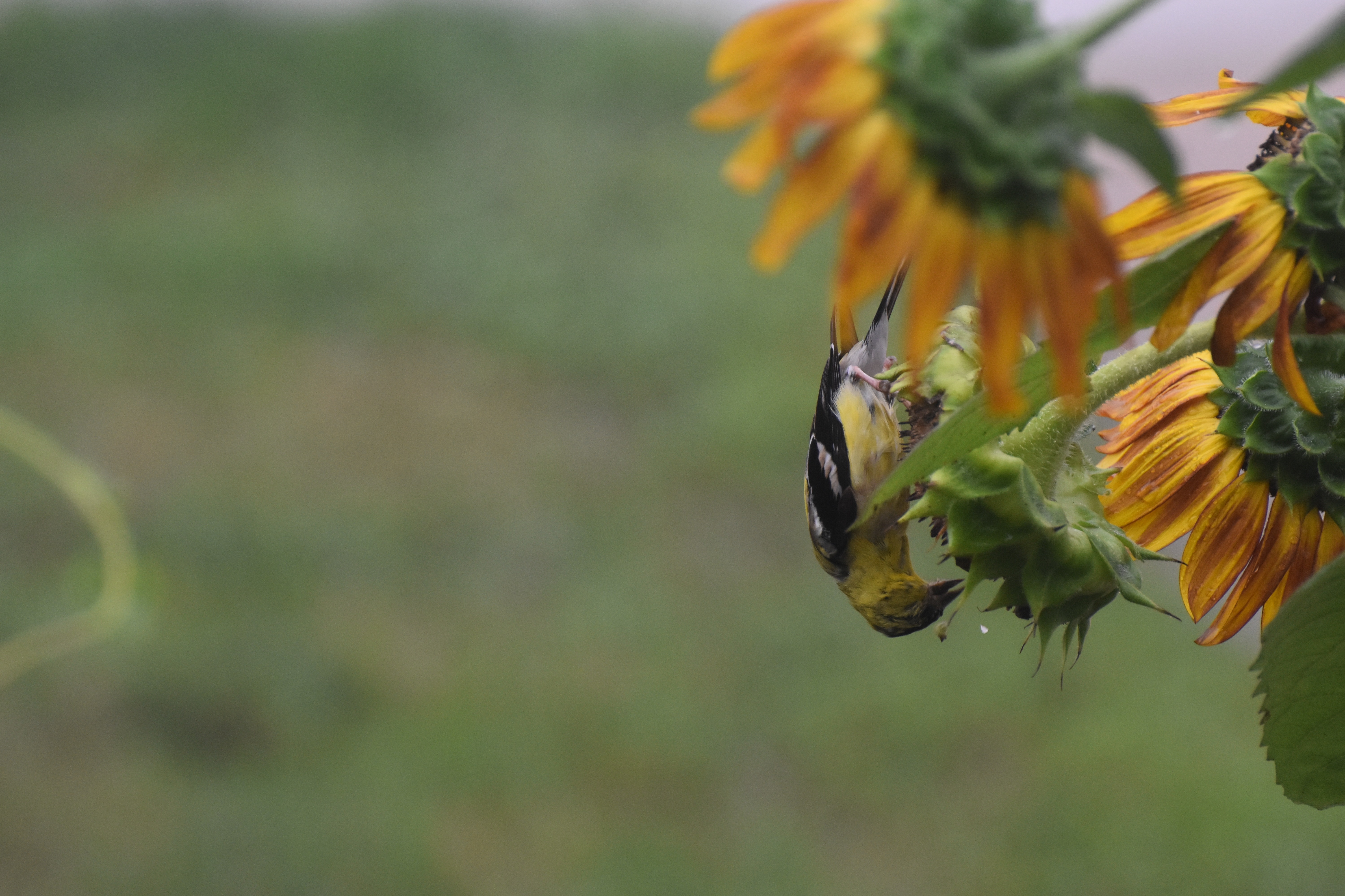 upside down goldfinch | image tagged in goldfinch,upside down,kewlew | made w/ Imgflip meme maker