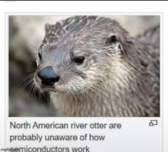 Otter fact of the day: - Imgflip