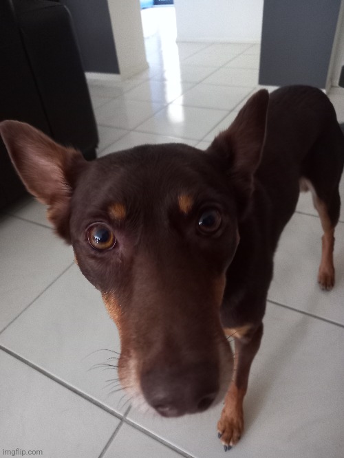 Dog reveal. Her names chole say hi :) | made w/ Imgflip meme maker