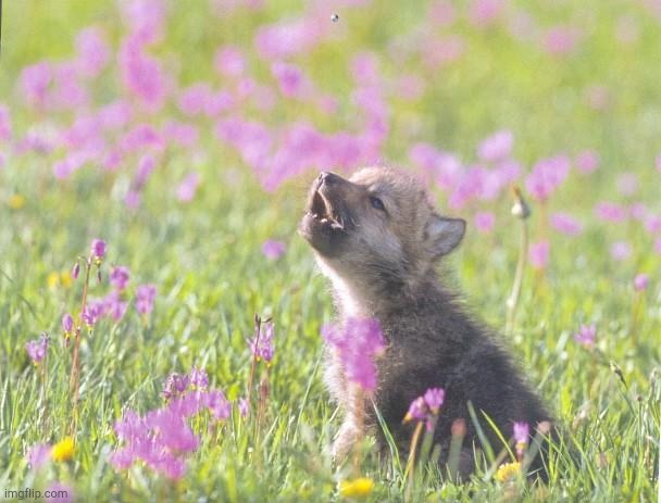 Baby Insanity Wolf | image tagged in memes,baby insanity wolf | made w/ Imgflip meme maker