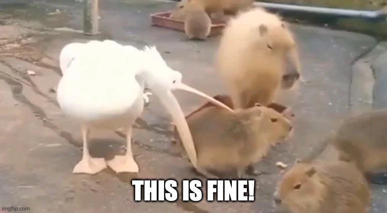 this is fine | THIS IS FINE! | image tagged in this is fine,capybara | made w/ Imgflip meme maker