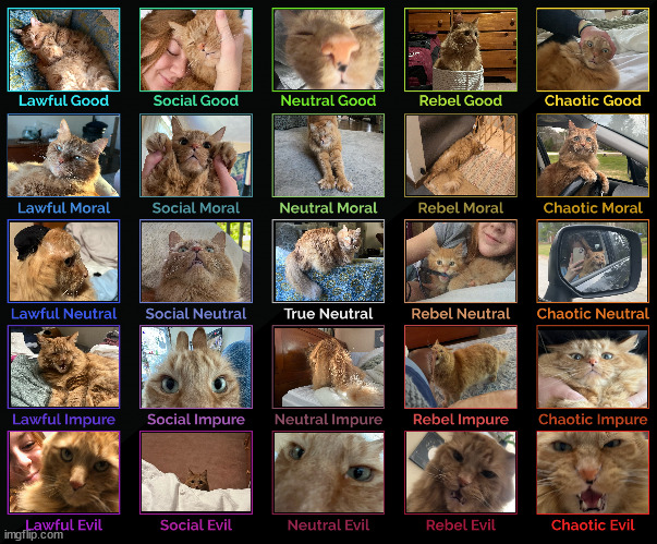 My Sister's Cat's Alignment | image tagged in 5x5 alignment chart | made w/ Imgflip meme maker