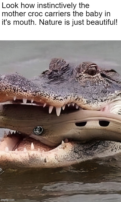 Look how instinctively the mother croc carriers the baby in it's mouth. Nature is just beautiful! | made w/ Imgflip meme maker