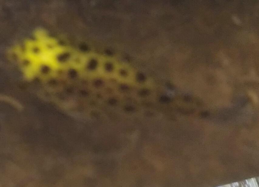 Fresh water Pufferfish Blank Meme Template