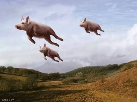 Pigs Fly | image tagged in pigs fly | made w/ Imgflip meme maker