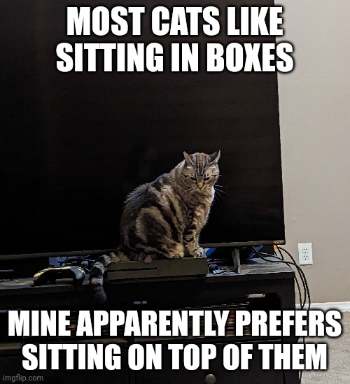 Cats are weird | MOST CATS LIKE SITTING IN BOXES; MINE APPARENTLY PREFERS SITTING ON TOP OF THEM | image tagged in xbox one | made w/ Imgflip meme maker