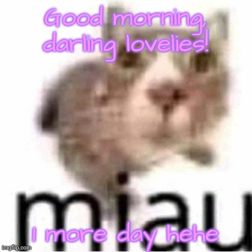 miau | Good morning, darling lovelies! 1 more day hehe | image tagged in miau,lovelies | made w/ Imgflip meme maker