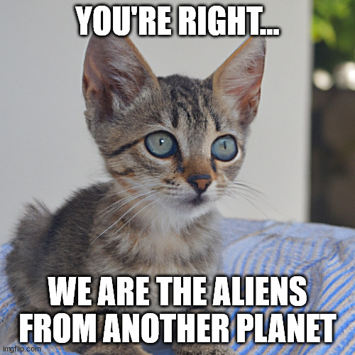 Cats are Aliens | YOU'RE RIGHT... WE ARE THE ALIENS FROM ANOTHER PLANET | image tagged in cat,alien,animals | made w/ Imgflip meme maker