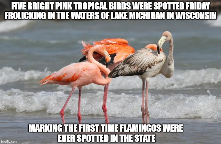 Welcome to "tropical" Wisconsin! Even birdbrains like flamingos know the world's climate is getting warmer! | FIVE BRIGHT PINK TROPICAL BIRDS WERE SPOTTED FRIDAY FROLICKING IN THE WATERS OF LAKE MICHIGAN IN WISCONSIN; MARKING THE FIRST TIME FLAMINGOS WERE 
EVER SPOTTED IN THE STATE | image tagged in climate change,global warming,flamingos,wisconsin | made w/ Imgflip meme maker