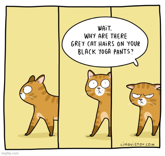 A Cat's Way Of Thinking | image tagged in memes,comics/cartoons,cats,grey,hair,how dare you | made w/ Imgflip meme maker
