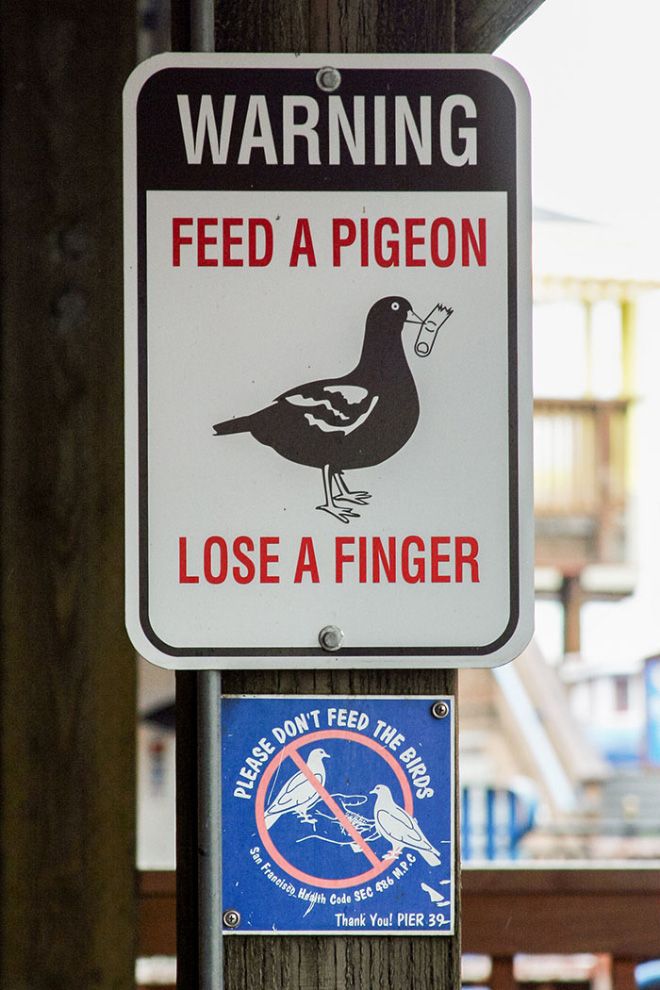 Feed a pigeon, lose a finger Blank Meme Template