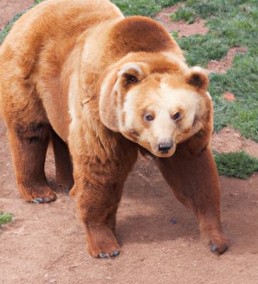 bear with white legs Blank Meme Template