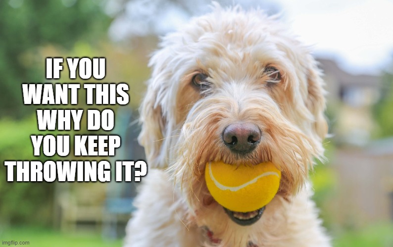 Fetch Day | IF YOU WANT THIS WHY DO YOU KEEP THROWING IT? | image tagged in dogs,funny,funny dog memes,dog memes | made w/ Imgflip meme maker