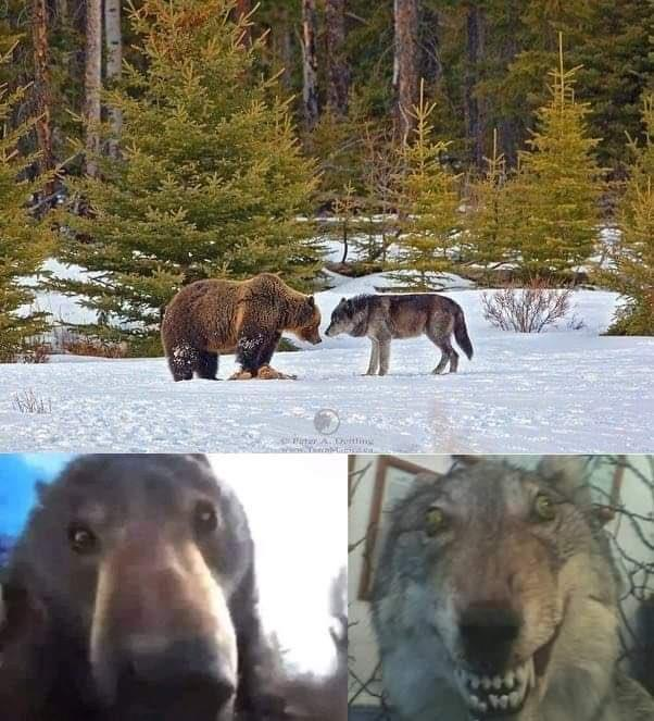 Staring Bear and Wolf Blank Meme Template