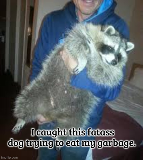 Repost this dog | I caught this fatass dog trying to eat my garbage. | image tagged in repost,post this dog,fat,doge | made w/ Imgflip meme maker