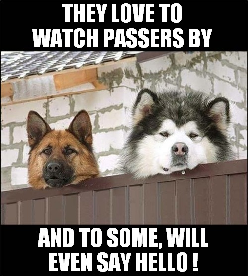 A Couple Of Friendly Dogs ! | THEY LOVE TO WATCH PASSERS BY; AND TO SOME, WILL
EVEN SAY HELLO ! | image tagged in dogs,german shepherd,husky,friendly | made w/ Imgflip meme maker