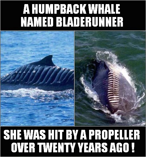 Blubber - It's A Good Thing ! | A HUMPBACK WHALE 
NAMED BLADERUNNER; SHE WAS HIT BY A PROPELLER 
OVER TWENTY YEARS AGO ! | image tagged in whale,humpback,propeller,scars | made w/ Imgflip meme maker