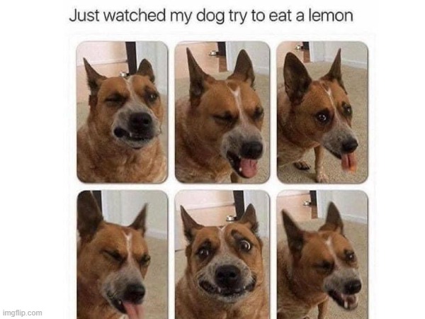My brain is small so no title | image tagged in dogs,lemon | made w/ Imgflip meme maker