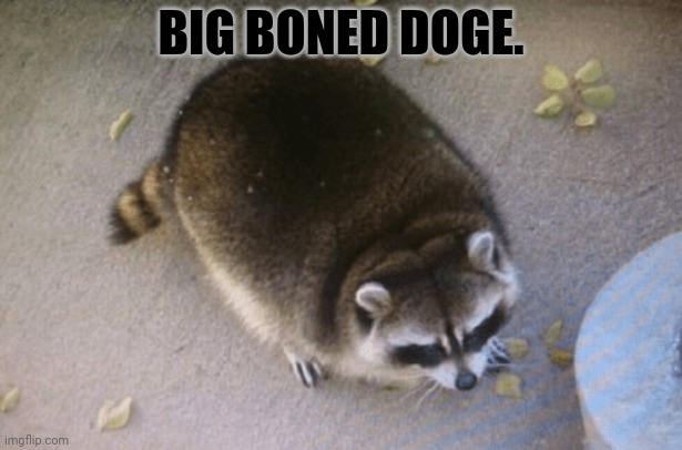 Repost this doge | BIG BONED DOGE. | image tagged in repost this,doge,woof | made w/ Imgflip meme maker