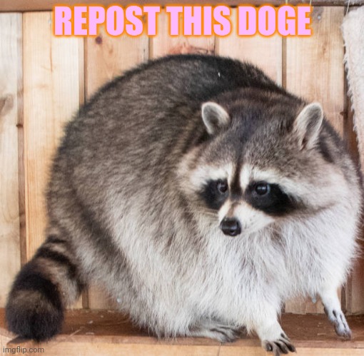 Repost this doge | REPOST THIS DOGE | image tagged in doge,repost,why does my dog,keep attacking me | made w/ Imgflip meme maker