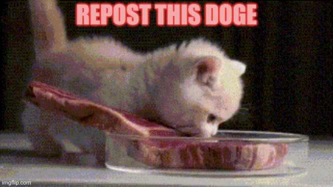 Post this doge | REPOST THIS DOGE | image tagged in repost this,doge | made w/ Imgflip meme maker