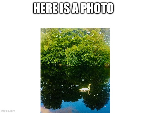 Just a photo | HERE IS A PHOTO | image tagged in swan,tree,lake | made w/ Imgflip meme maker