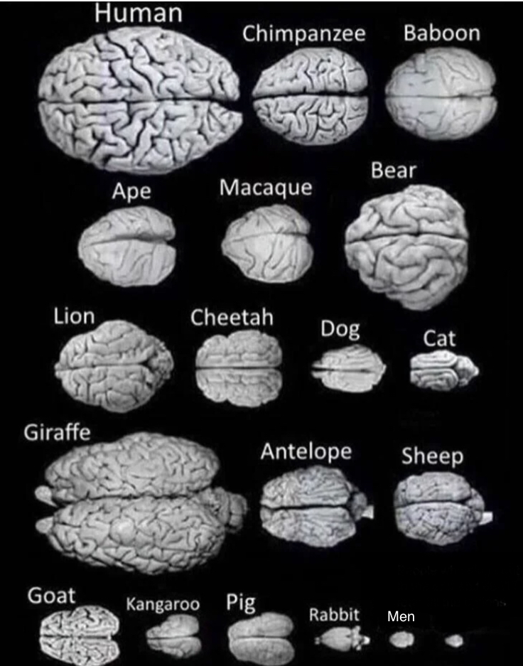 High Quality Brain comparison Blank Meme Template