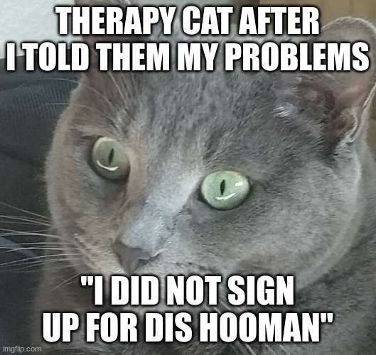 WTF cat | THERAPY CAT AFTER I TOLD THEM MY PROBLEMS; "I DID NOT SIGN UP FOR DIS HOOMAN" | image tagged in wtf cat | made w/ Imgflip meme maker